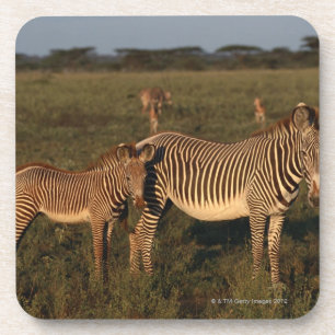 Zebra Coaster