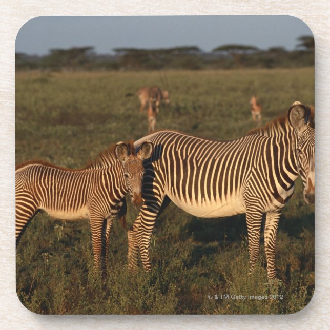 Zebra Coaster (Front)