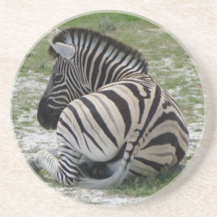 Zebra Coasters