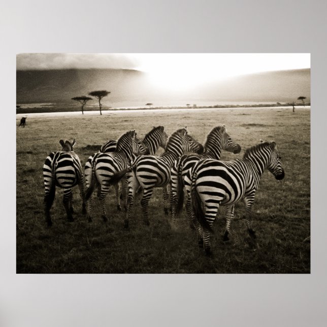 Zebra Dawn Poster (Front)