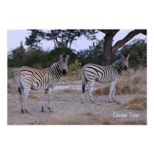 Zebra Double Take Photo