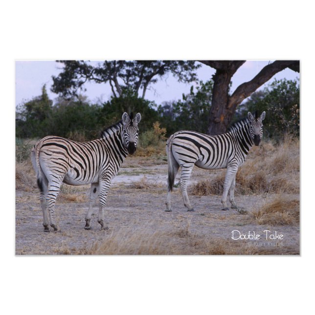Zebra Double Take Photo (Front)