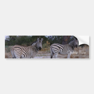 Zebra Double Take Photo Bumper Sticker