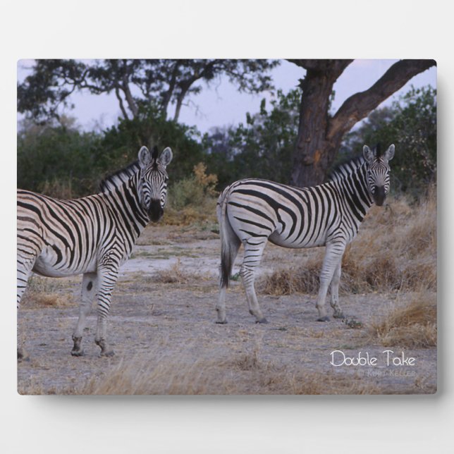 Zebra Double Take Photo Plaque (Front)