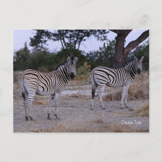 Zebra Double Take Photo Postcard (Front)