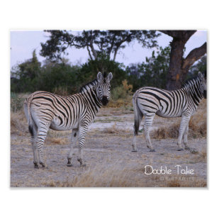 Zebra Double Take Photo Print