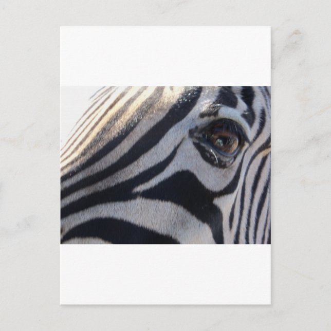 Zebra Eye Postcard (Front)