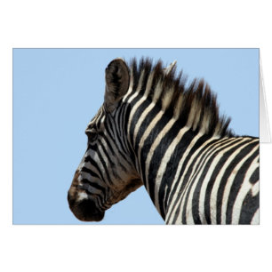 zebra face