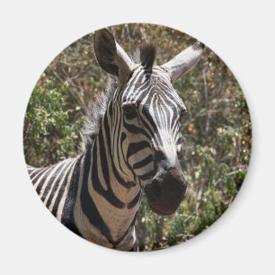 zebra face magnet