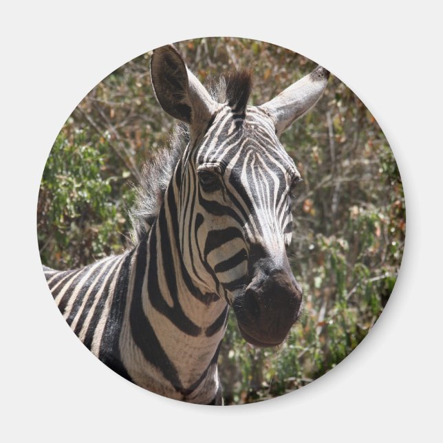 zebra face magnet (Front)
