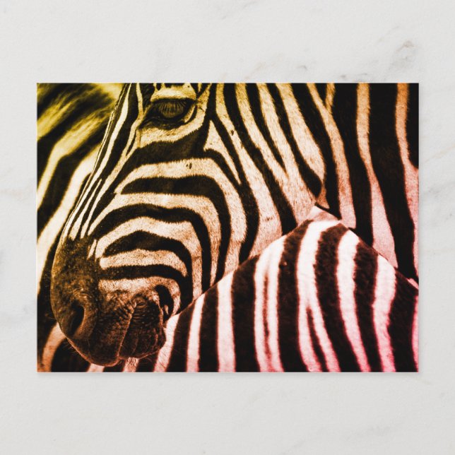 Zebra Face Postcard (Front)