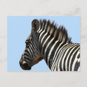 zebra face postcard