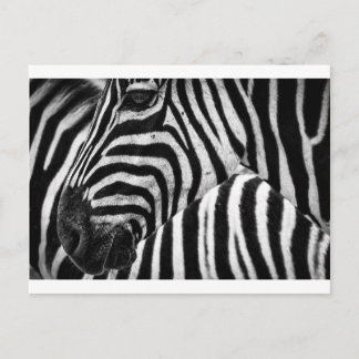 Zebra Face Postcard