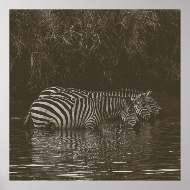 ZEBRA FAMILY DRINK POSTER (Front)