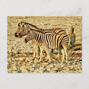 zebra family postcard