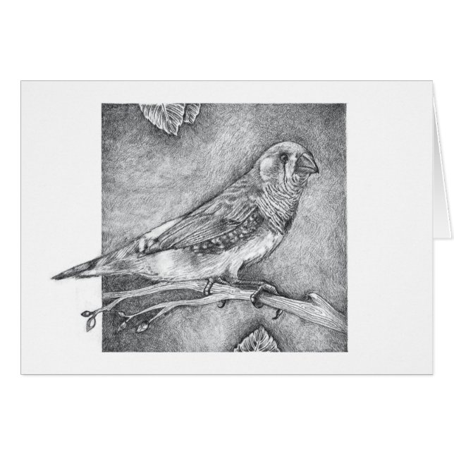 Zebra Finch (Front Horizontal)