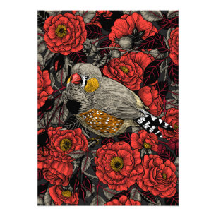 Zebra finch and red rose bush photo print