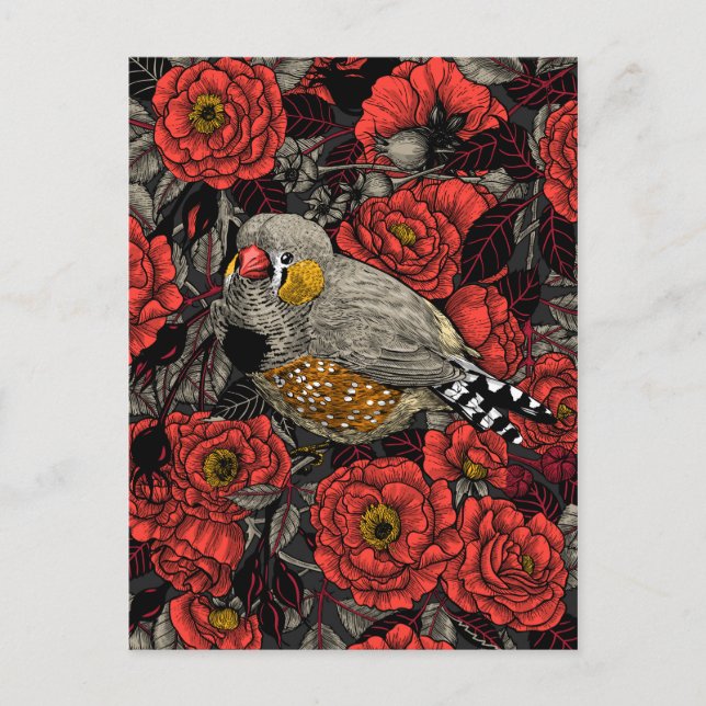 Zebra finch and red rose bush postcard (Front)