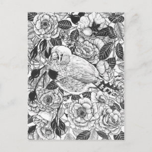 Zebra finch and rose bush ink drawing postcard