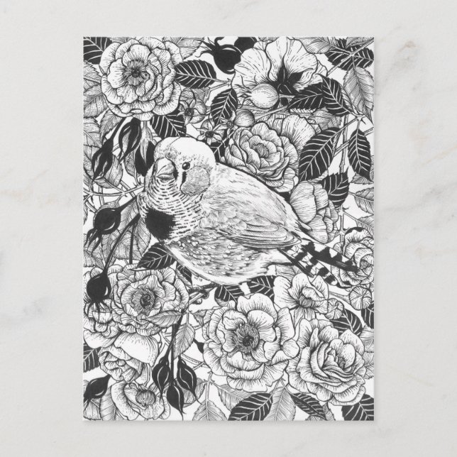 Zebra finch and rose bush ink drawing postcard (Front)