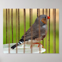 Zebra Finch Bird in Cage