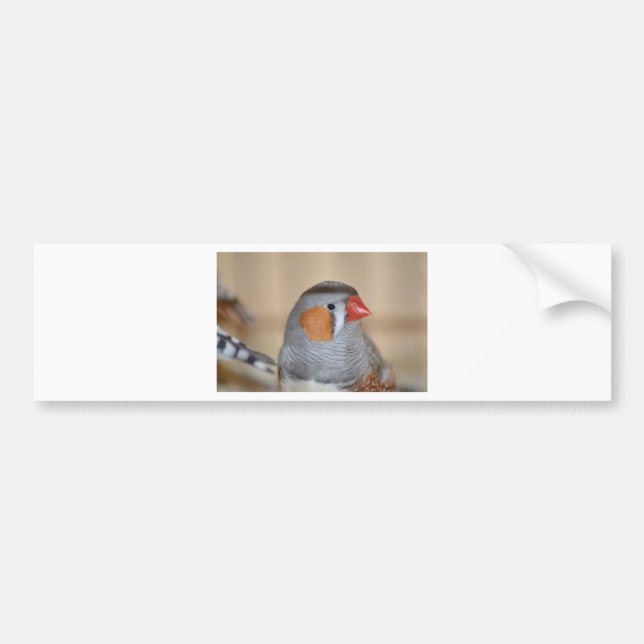 Zebra Finch Bumper Sticker (Front)