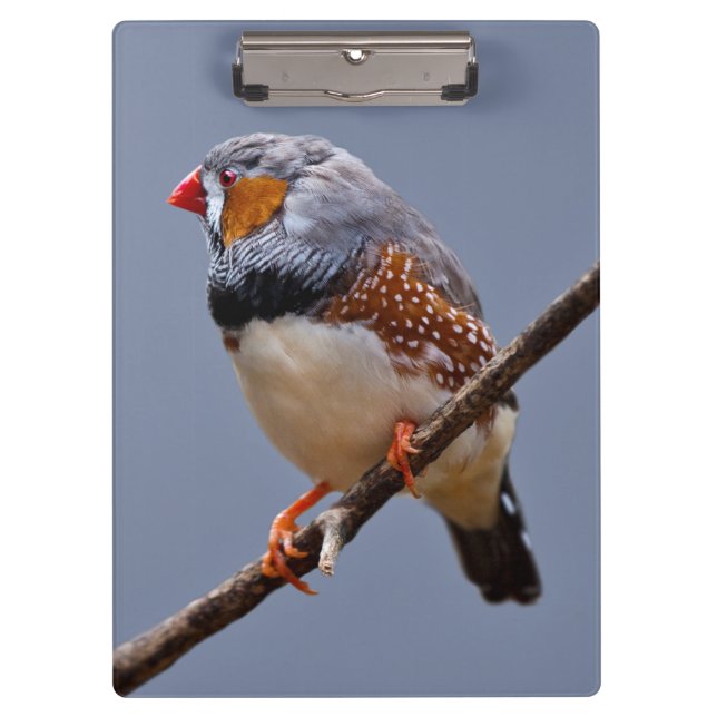 Zebra Finch Clipboard (Front)