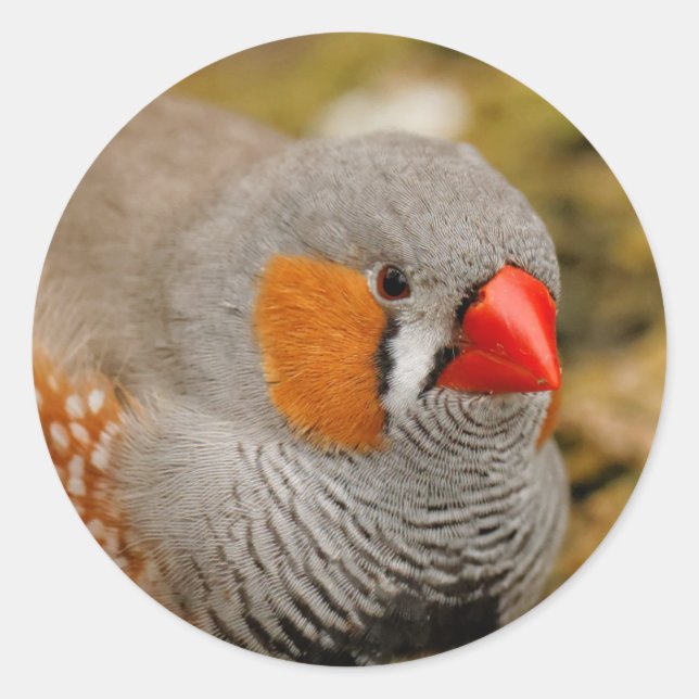 Zebra Finch on the Rocks Classic Round Sticker (Front)