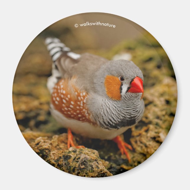 Zebra Finch on the Rocks Magnet (Front)