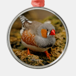 Zebra Finch on the Rocks Metal Tree Decoration