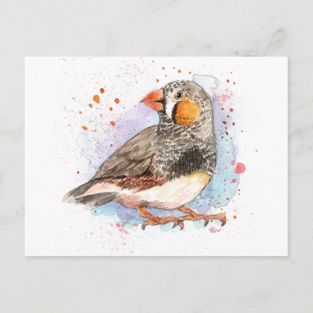 Zebra Finch Postcard (Front)