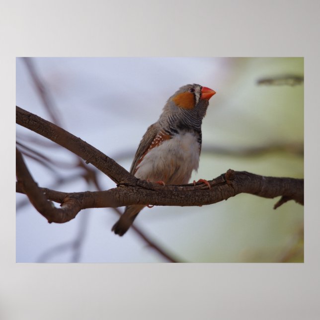 Zebra-finch Poster (Front)