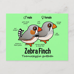 Zebra Finch Statistics Postcard