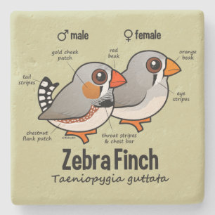Zebra Finch Statistics Stone Coaster