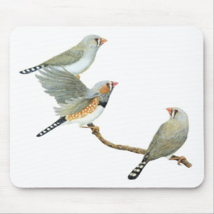 Zebra Finch Trio - Taeniopygia guttata Mouse Pad