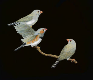 Zebra Finch Clothing Apparel Shoes More Zazzle Au