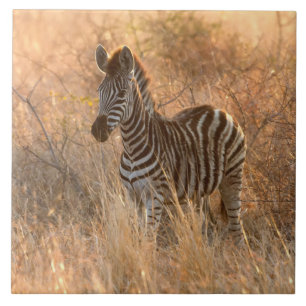 Zebra foal in morning light ceramic tile