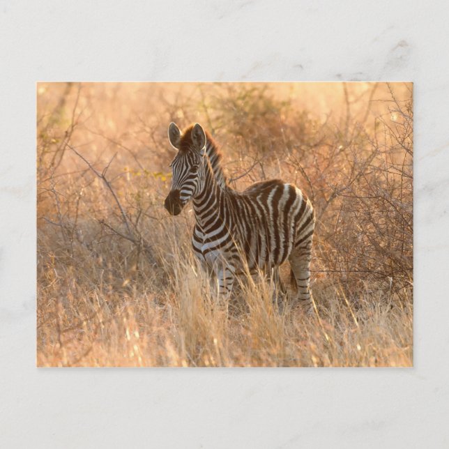 Zebra foal in morning light postcard (Front)