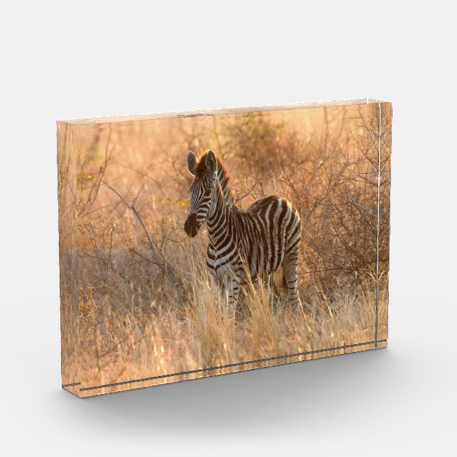 Zebra foal in morning sunrise photo block (Left)