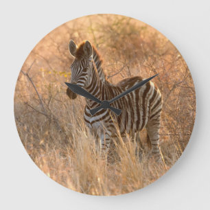 Zebra foal in morning sunrise photo large clock