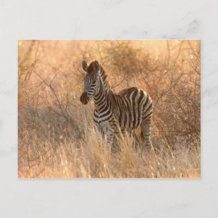 Zebra foal in morning sunrise photo postcard