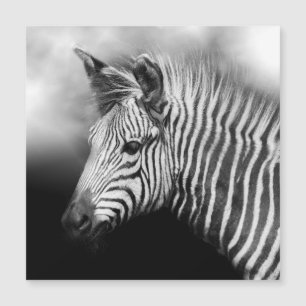 Zebra Foal Poster Postcard