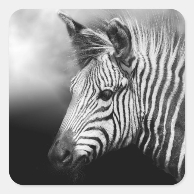 Zebra Foal Square Sticker (Front)