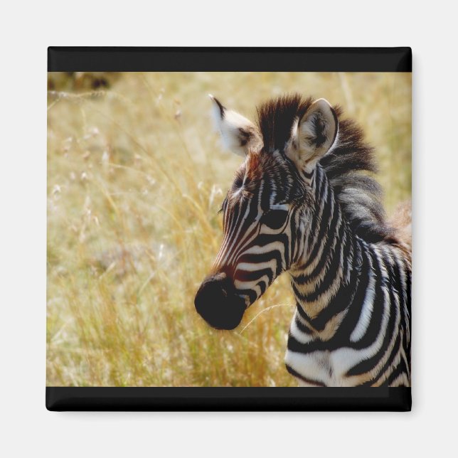 Zebra Foal wildlife magnets (round and square) (Front)
