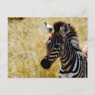 Zebra Foal wildlife postcards