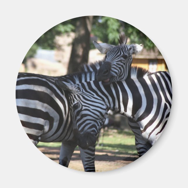 Zebra Friends Magnet (Front)