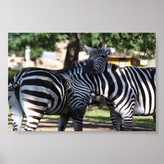 Zebra Friends Poster (Front)