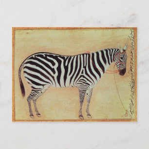 Zebra, from the "Minto Album", Mughal, 1621, Postcard