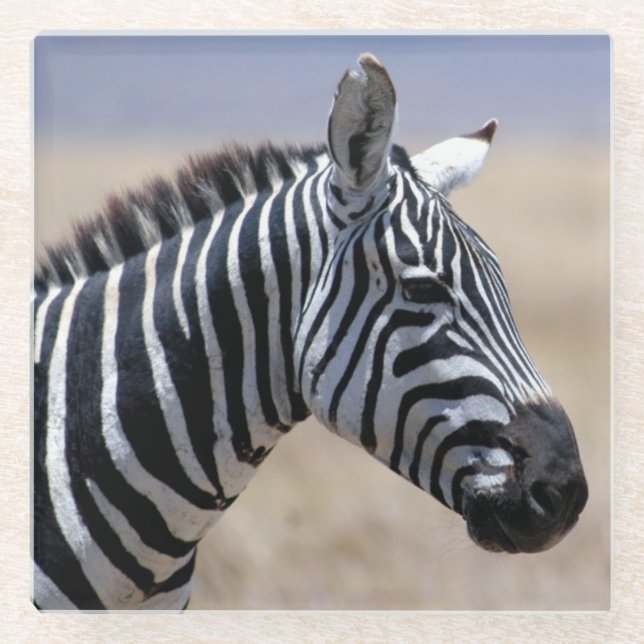 Zebra Glass Coaster (Front)