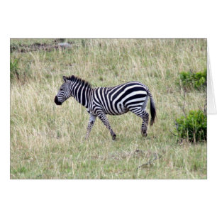zebra grass